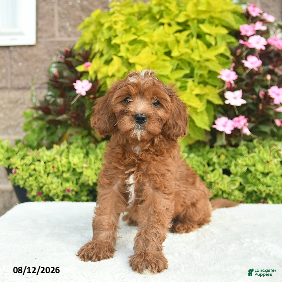 Cavapoo dogs Willow  - Ad 1