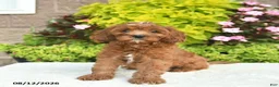 Cavapoo dogs for sale: Willow  - Ad 1