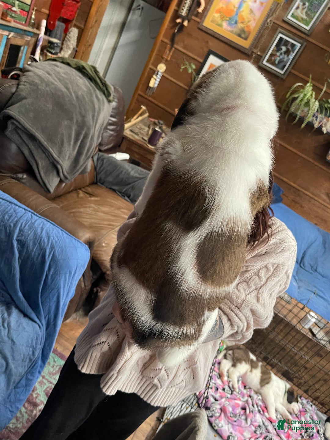 Saint Bernard dogs for sale: Saint Bernard Puppy 3 - Ad 3