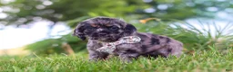 Cocker Spaniel dogs for sale: Jewel - Ad 4