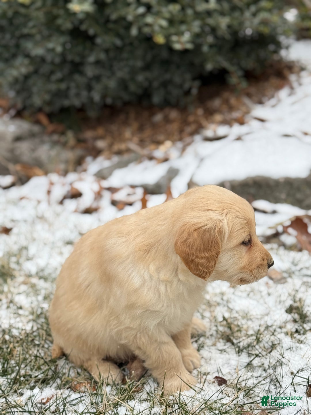 Golden Retriever dogs for sale: Sandy - Ad 10