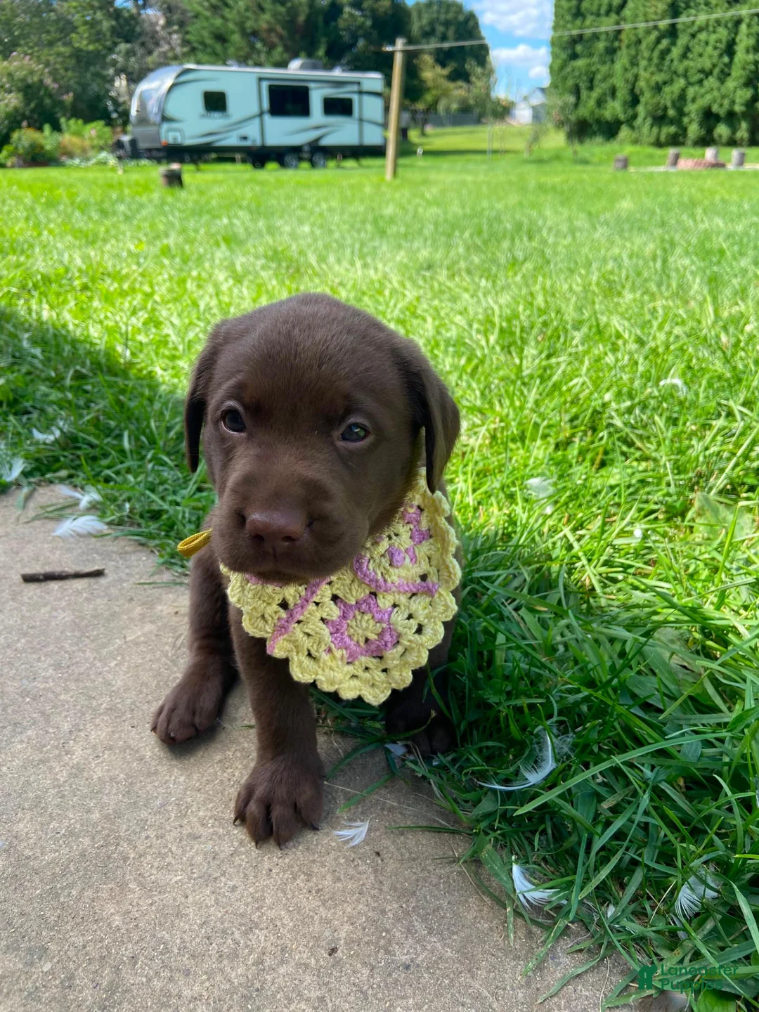 Labrador Retriever dogs for sale: Summer - Ad 2