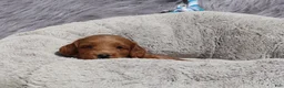 Mini Goldendoodle dogs for sale: Mason 💙 GenClearParents - Ad 5
