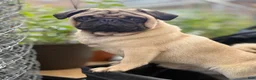 Pug dogs for sale: Pug 1 - Ad 1