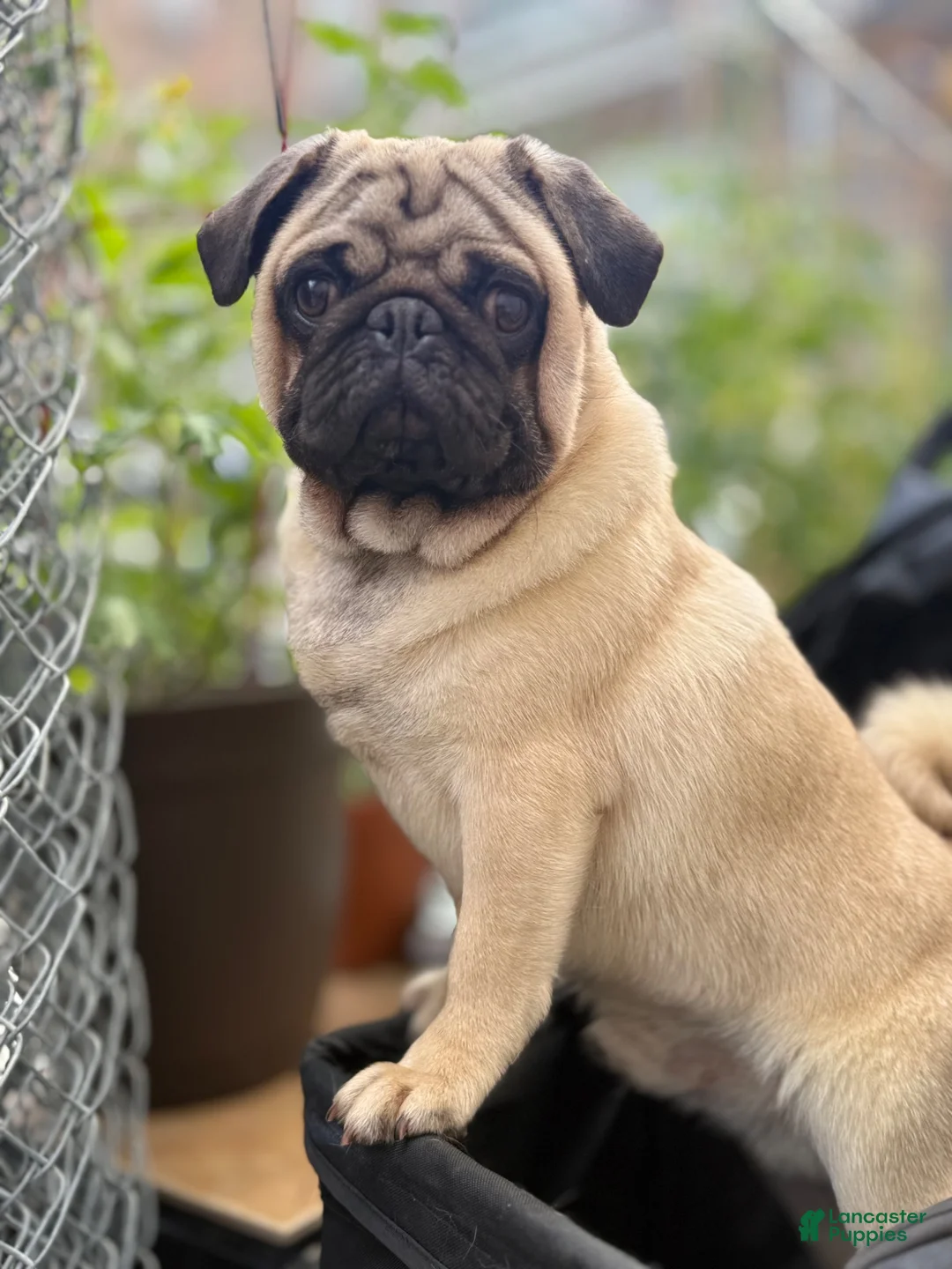 Pug dogs for sale: Pug 1 - Ad 1