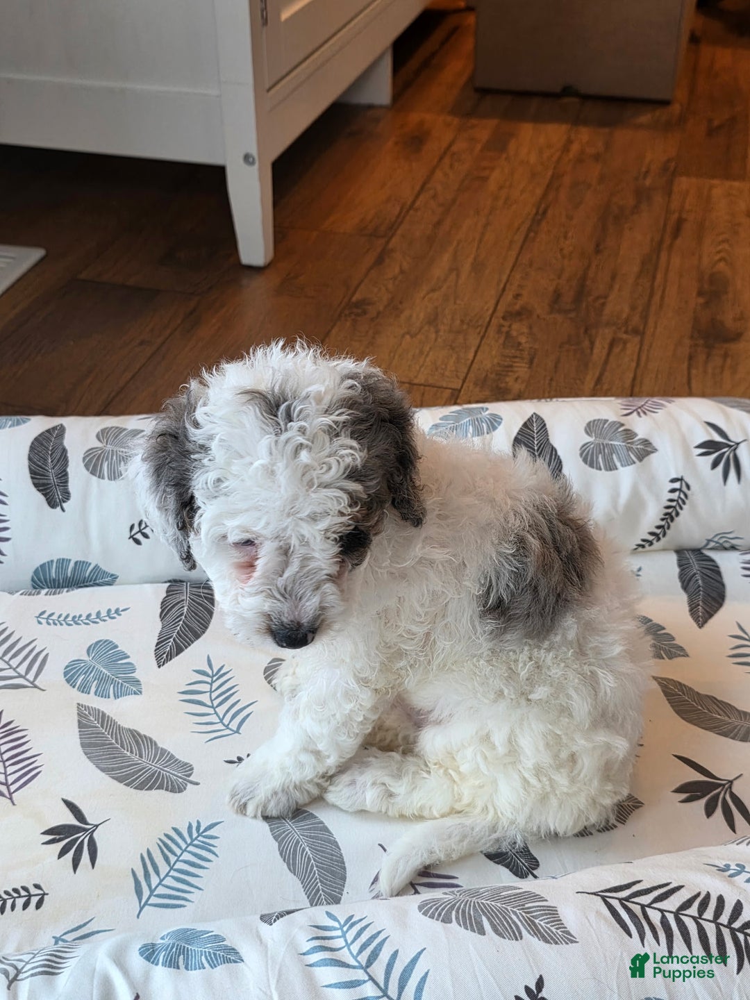 Mini Goldendoodle dogs for sale: Bruno - Ad 4