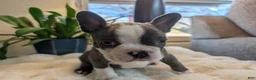 Frenchton dogs for sale: Pistachio - Ad 10