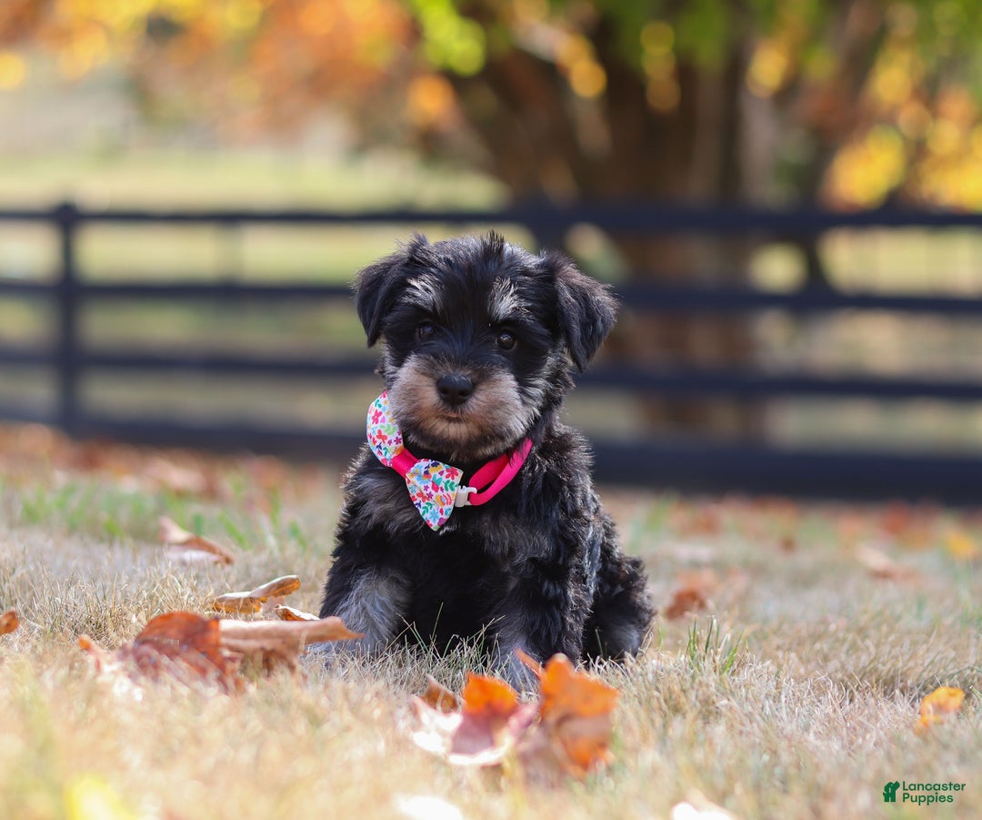 Miniature Schnauzer dogs for sale: Brianna - Ad 14