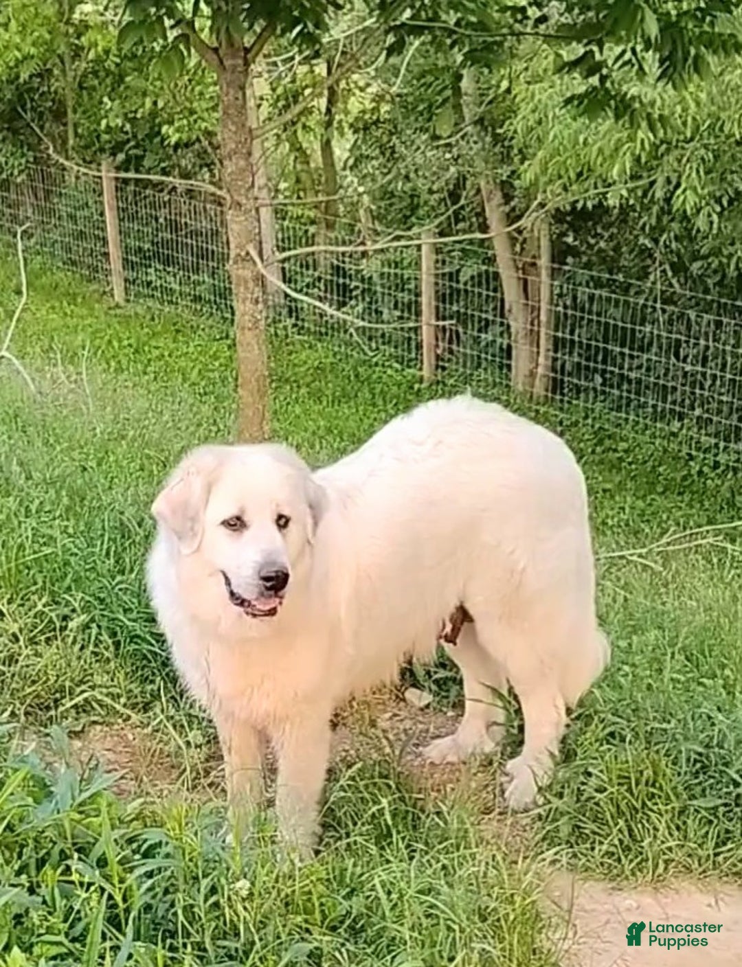 Great Pyrenees dogs for sale: Great Pyrenees male Puppy 2 - Ad 4