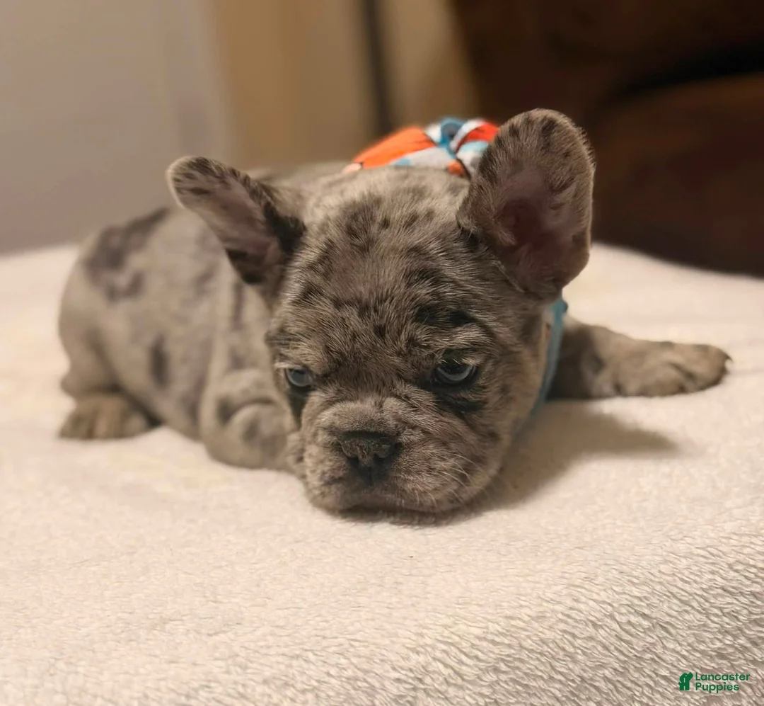 French Bulldog dogs for sale: 2 - Blue Merle Male - Ad 2