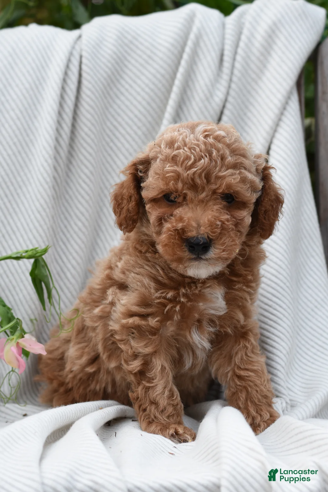 Mini Goldendoodle dogs for sale: Hollister - Ad 2