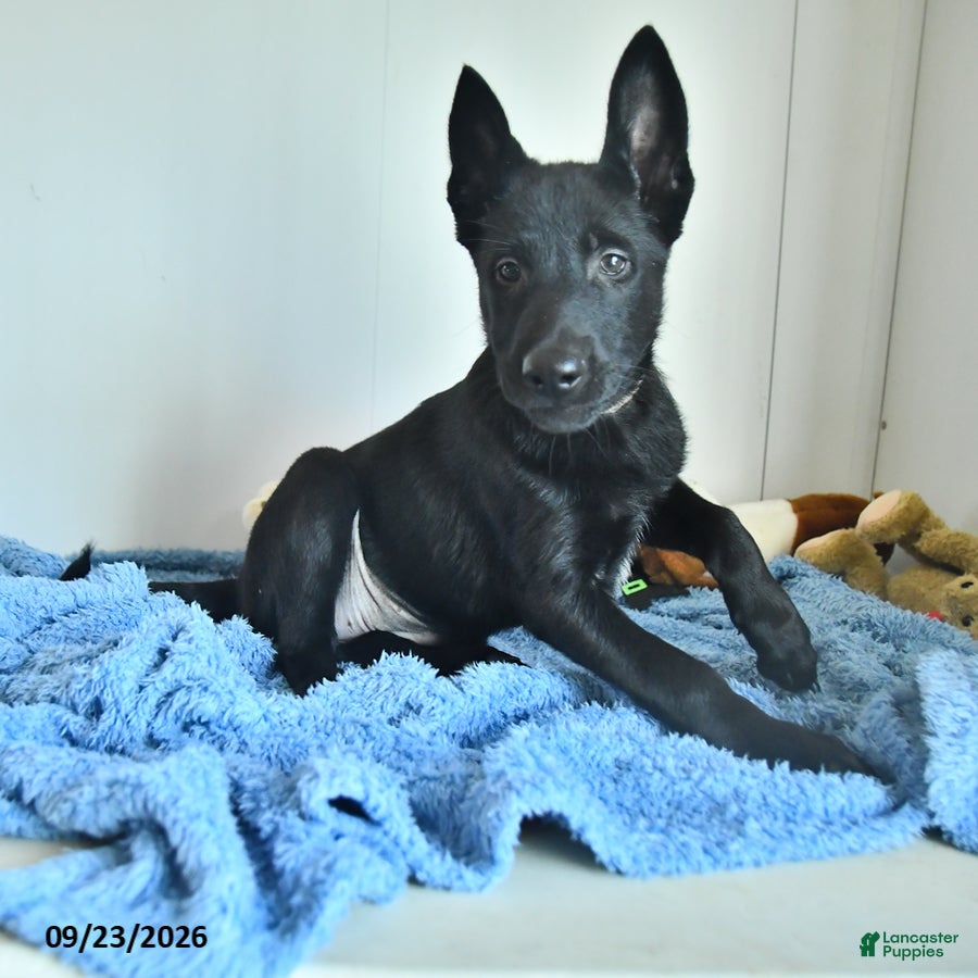 Belgian Malinois dogs Minerva - Ad 2