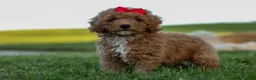 Miniature Poodle dogs for sale: Tyson 💙✨ - Ad 4