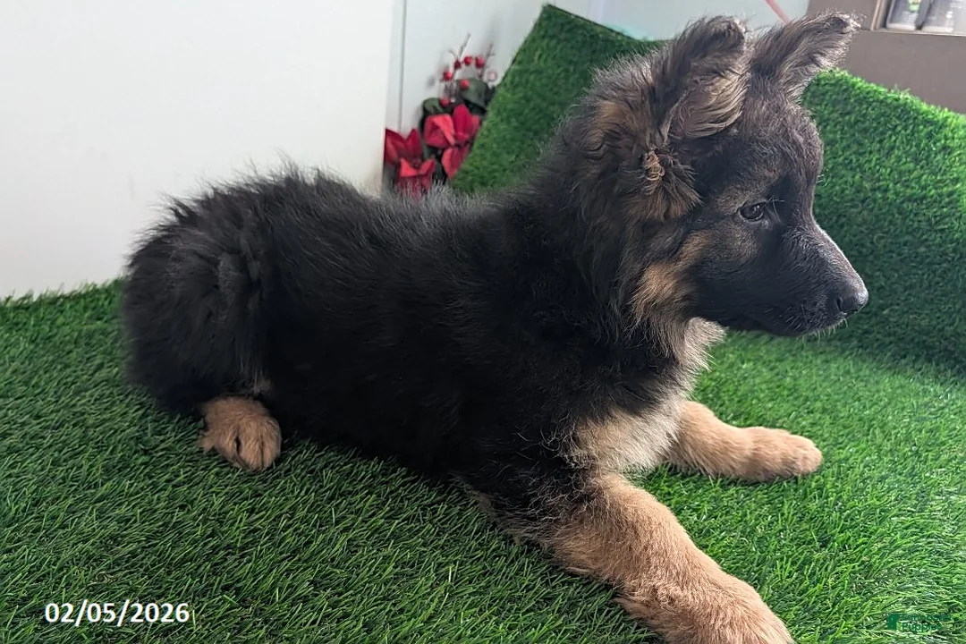 German Shepherd dogs for sale: Charlotte - Ad 3