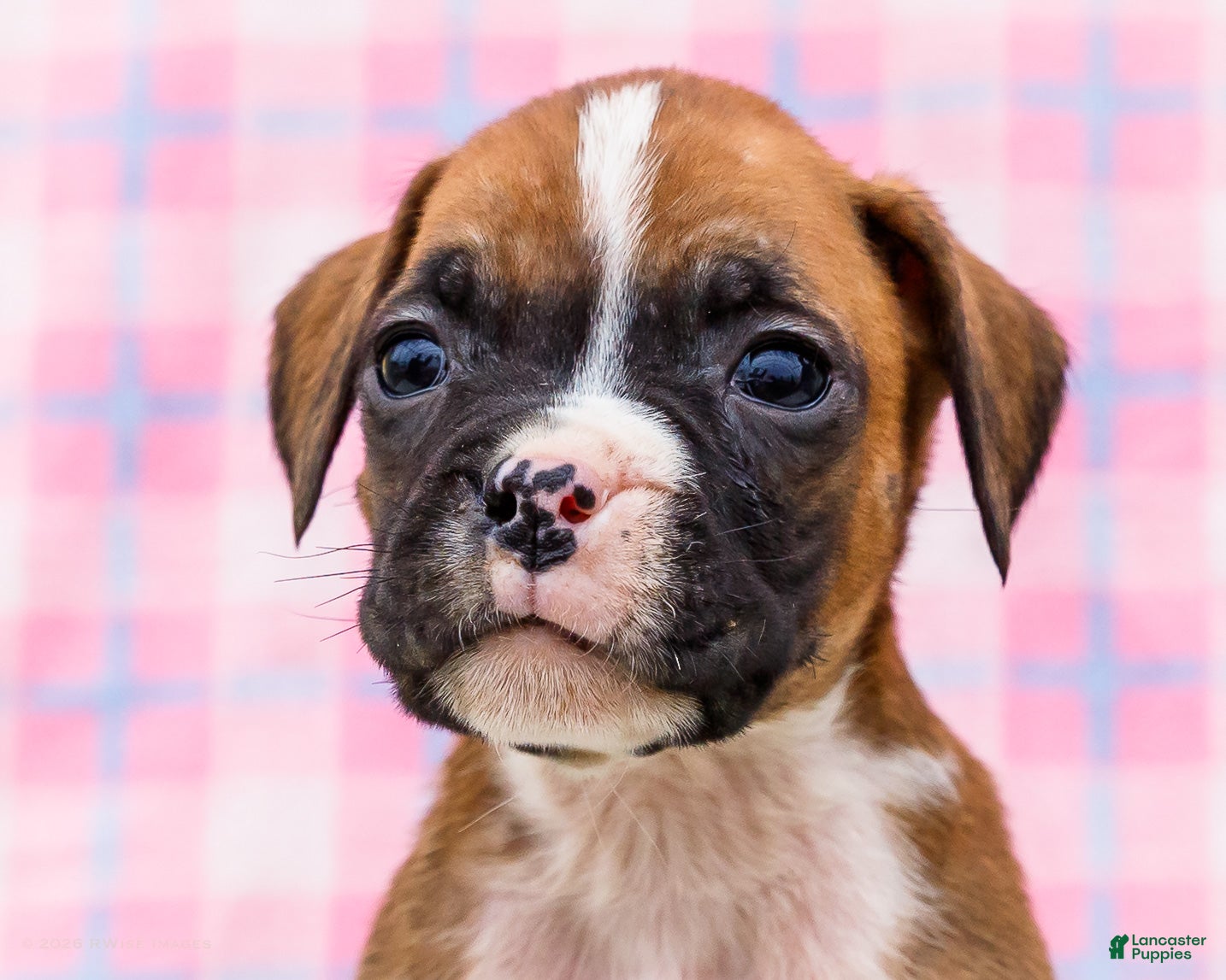 Boxer dogs Dancer - Ad 2