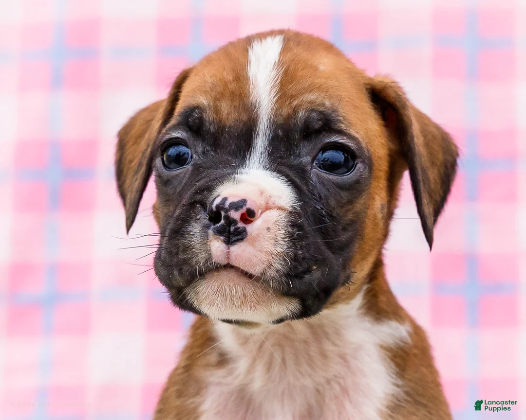 Boxer dogs for sale: Dancer - Ad 2