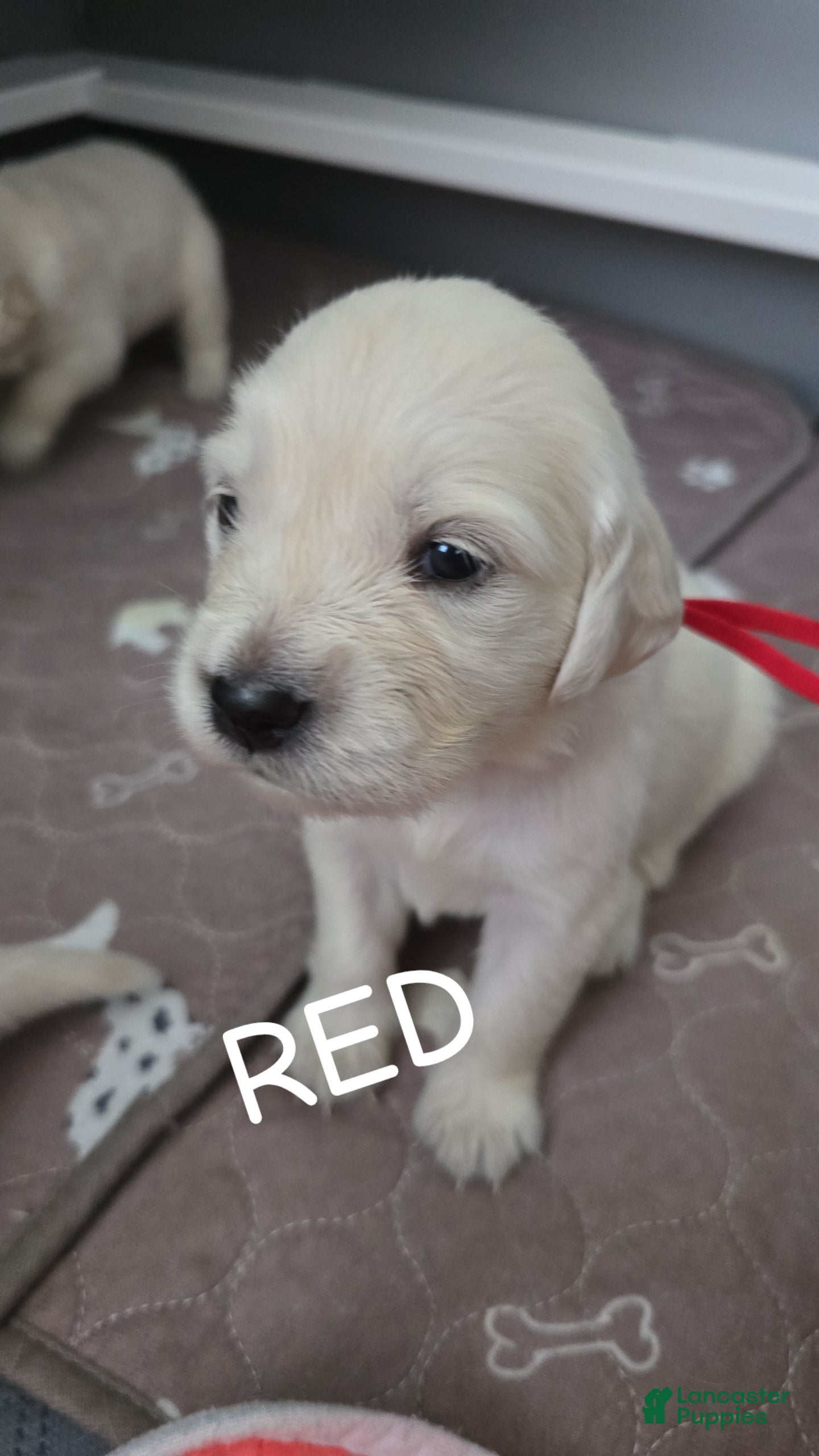 Golden Retriever dogs Golden Retriever 2 - Ad 14