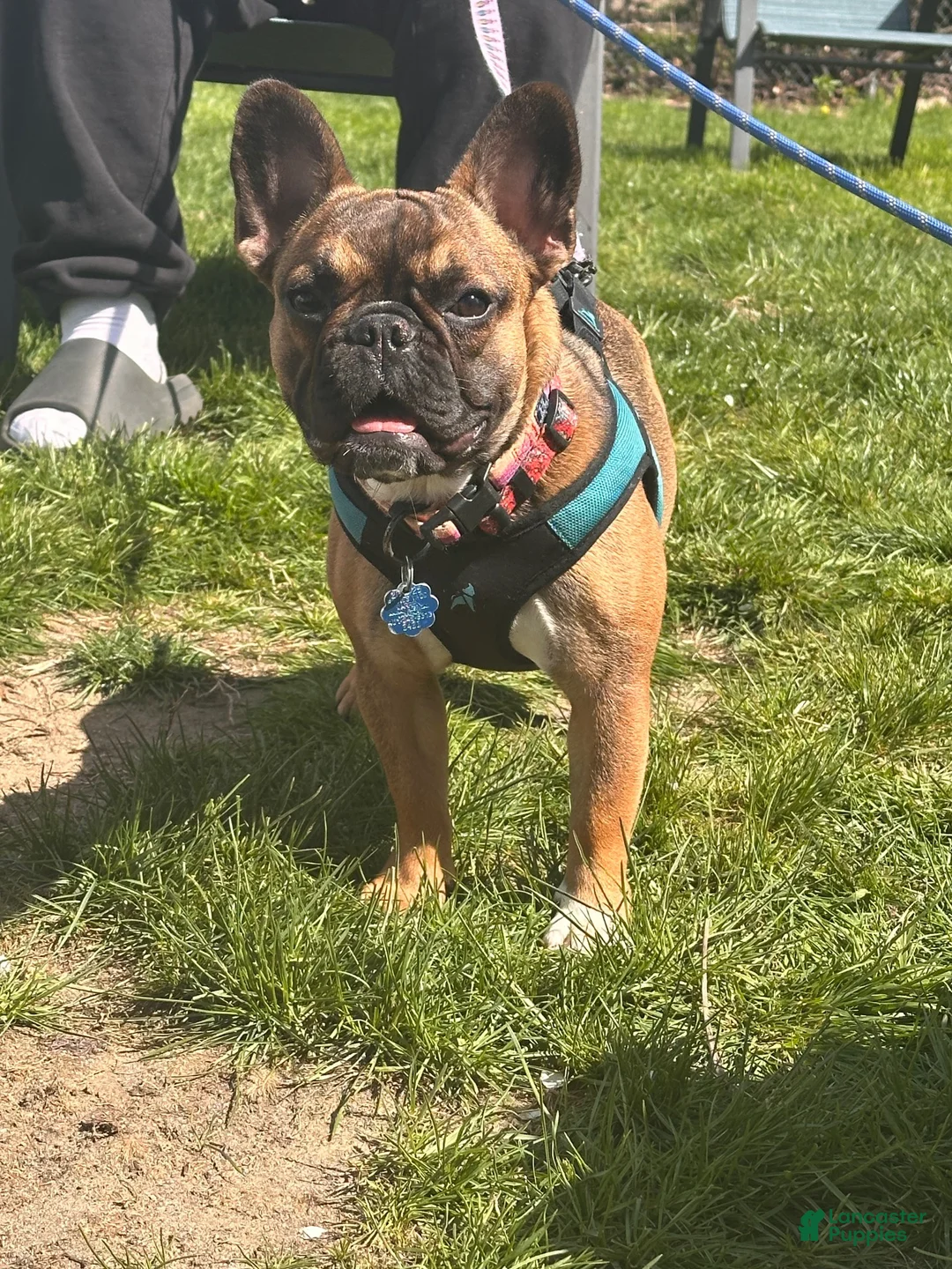 French Bulldog dogs for sale: Bam Bam - Ad 2
