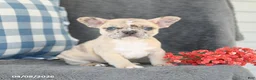 French Bulldog dogs for sale: Fancy - Ad 2
