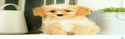 Cavapoo dogs for sale: Walker - Ad 9