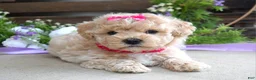 Maltipoo dogs for sale: Luna - Ad 6