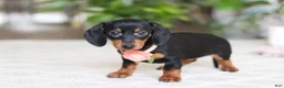 Miniature Dachshund dogs for sale: Chloe - Ad 6