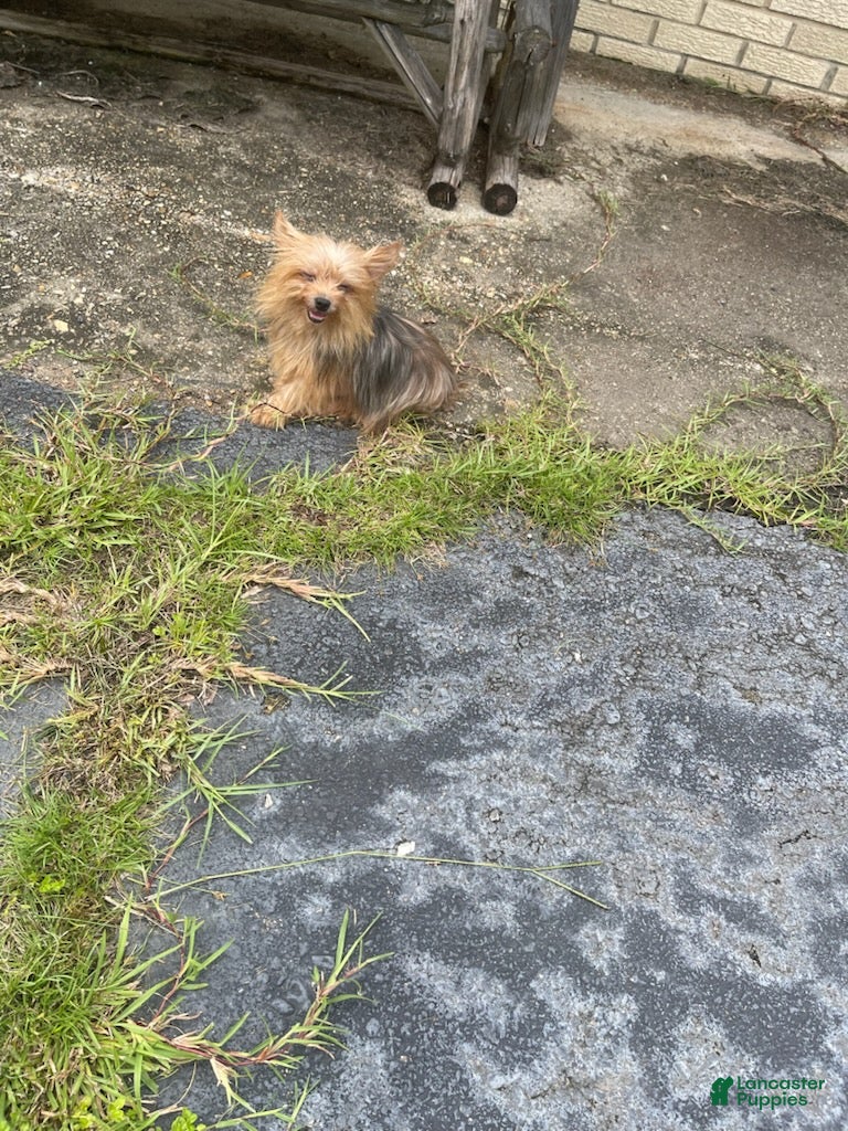 Yorkshire Terrier dogs Girl - Ad 2