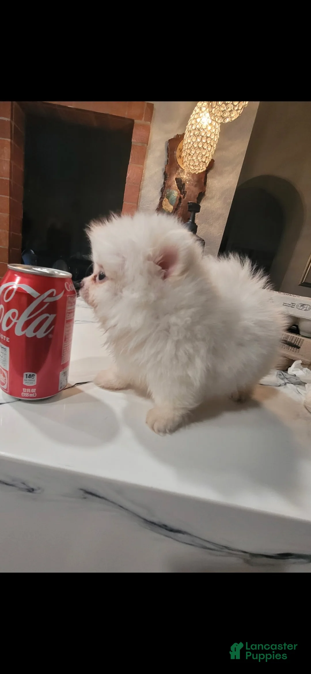 Pomeranian dogs for sale: Yuki - Ad 2