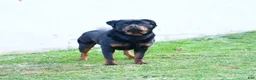 Rottweiler dogs for sale: King - Ad 2
