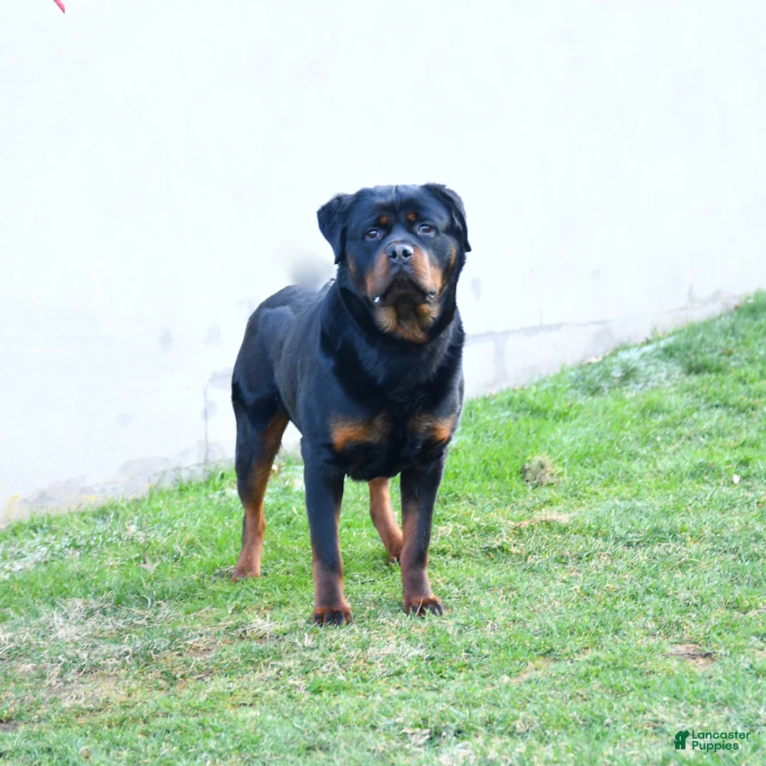 Rottweiler dogs for sale: King - Ad 2