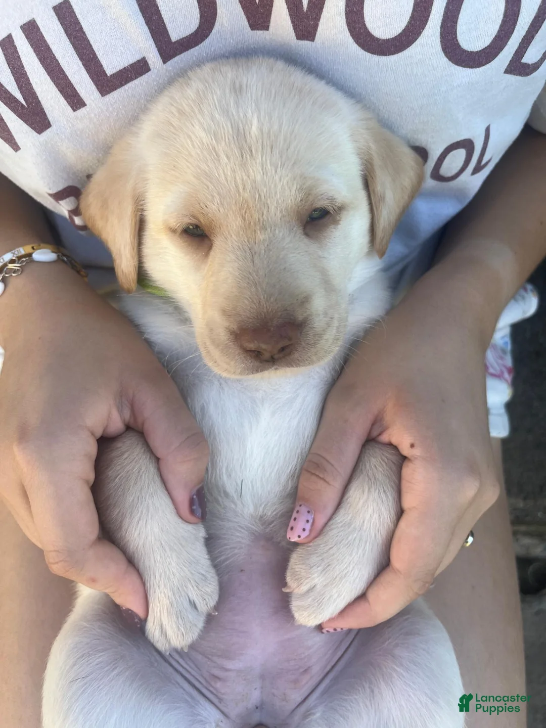 Labrador Retriever dogs for sale: Bailey - Ad 2