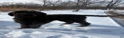 Goldendoodle dogs for sale: Onyx - Ad 4