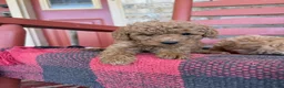 Mixed Breed dogs for sale: Terri - Ad 1