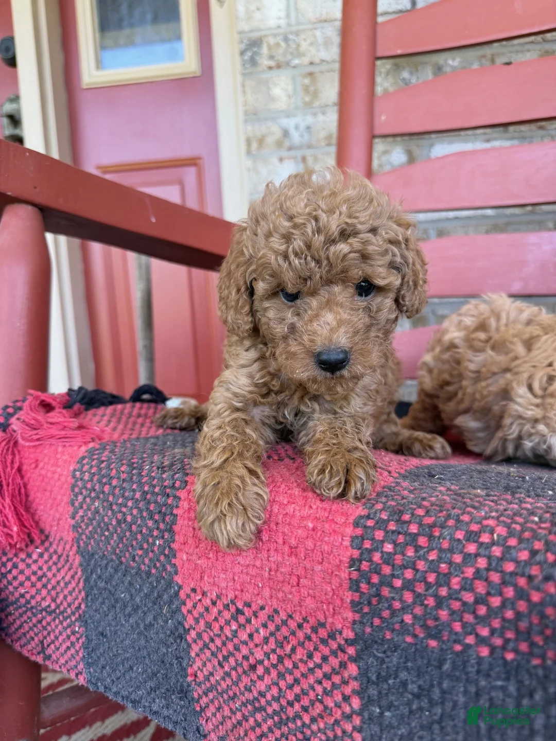 Mixed Breed dogs for sale: Terri - Ad 1