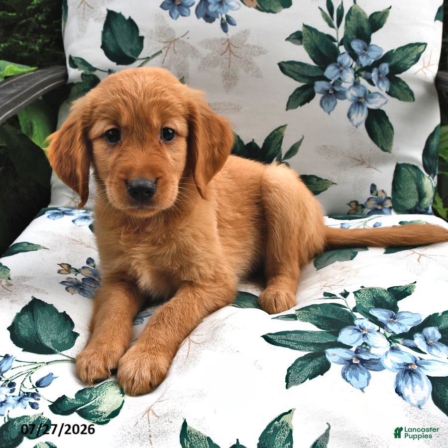 Golden Retriever dogs Buddy - Ad 1