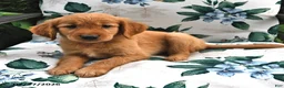Golden Retriever dogs for sale: Buddy - Ad 1