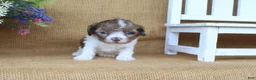 Cavapoo dogs for sale: Kate - Ad 3