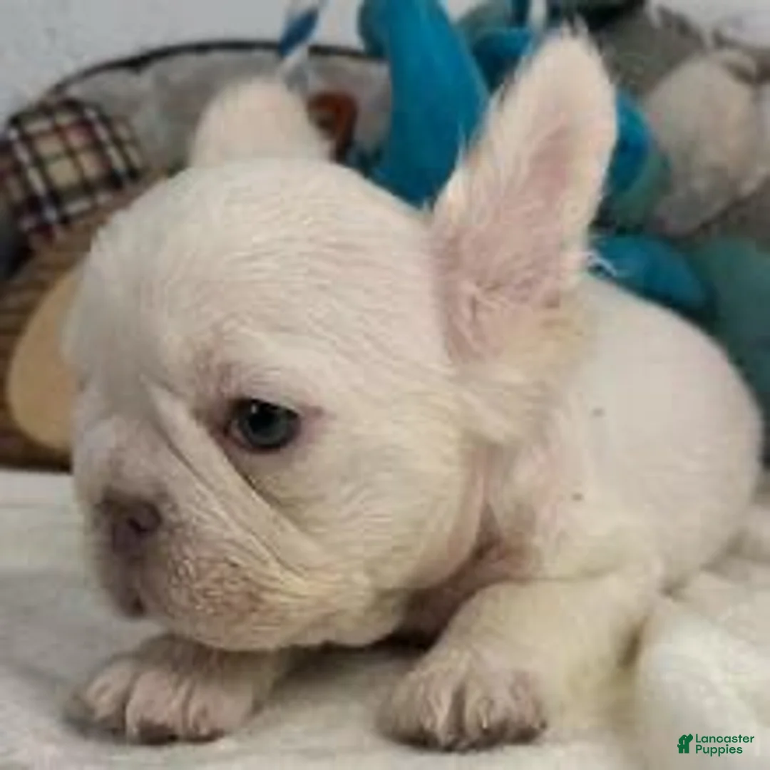 French Bulldog dogs for sale: French Bulldog Puppy 2 - Ad 1