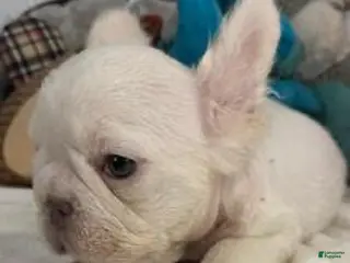 French Bulldog dogs French Bulldog Puppy 2 - Ad 35