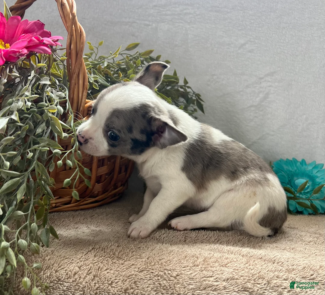 Chihuahua dogs for sale: Jack - Ad 2