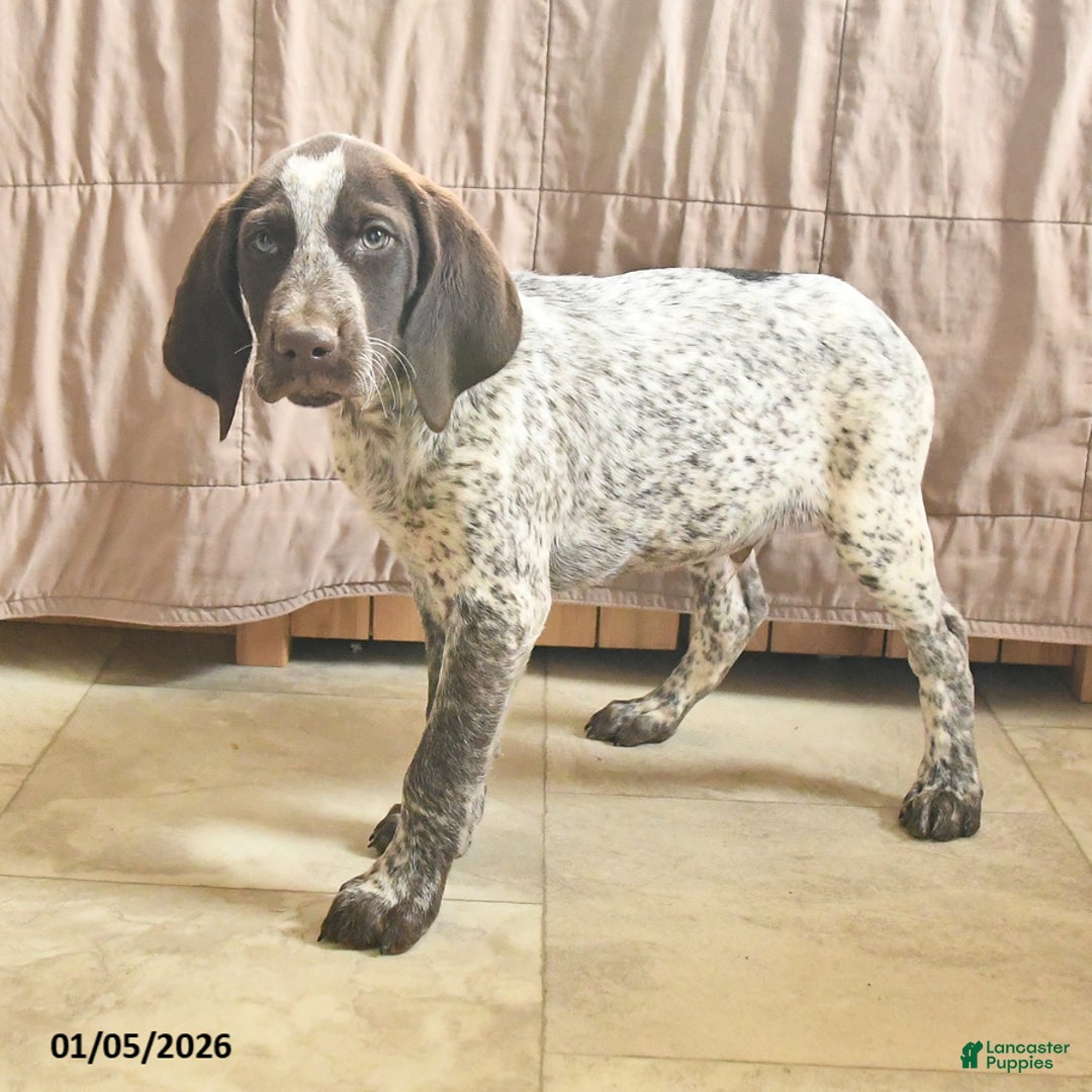 Pointer dogs for sale: Dandy - Ad 3