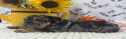 English Bulldog dogs for sale: Randell - Ad 5
