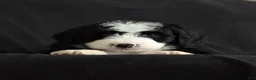 Bernedoodle dogs for sale: Nova - Ad 9