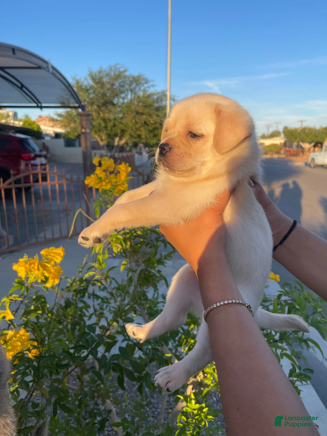 Mixed Breed dogs for sale: Mixed Breed Puppy 1 - Ad 2