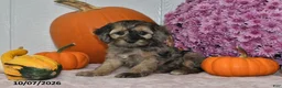 Cockapoo dogs for sale: Bella - Ad 1