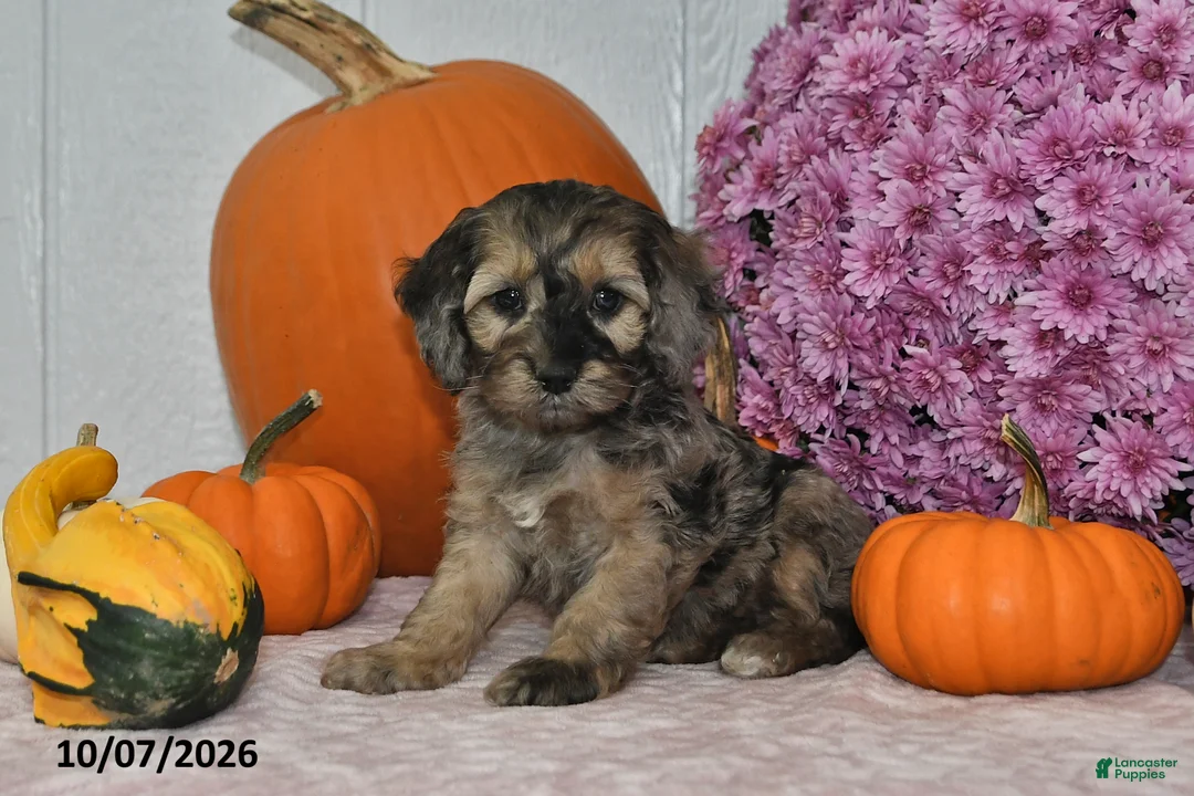 Cockapoo dogs for sale: Bella - Ad 1