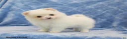 Pomeranian dogs for sale: Flora   - Ad 3