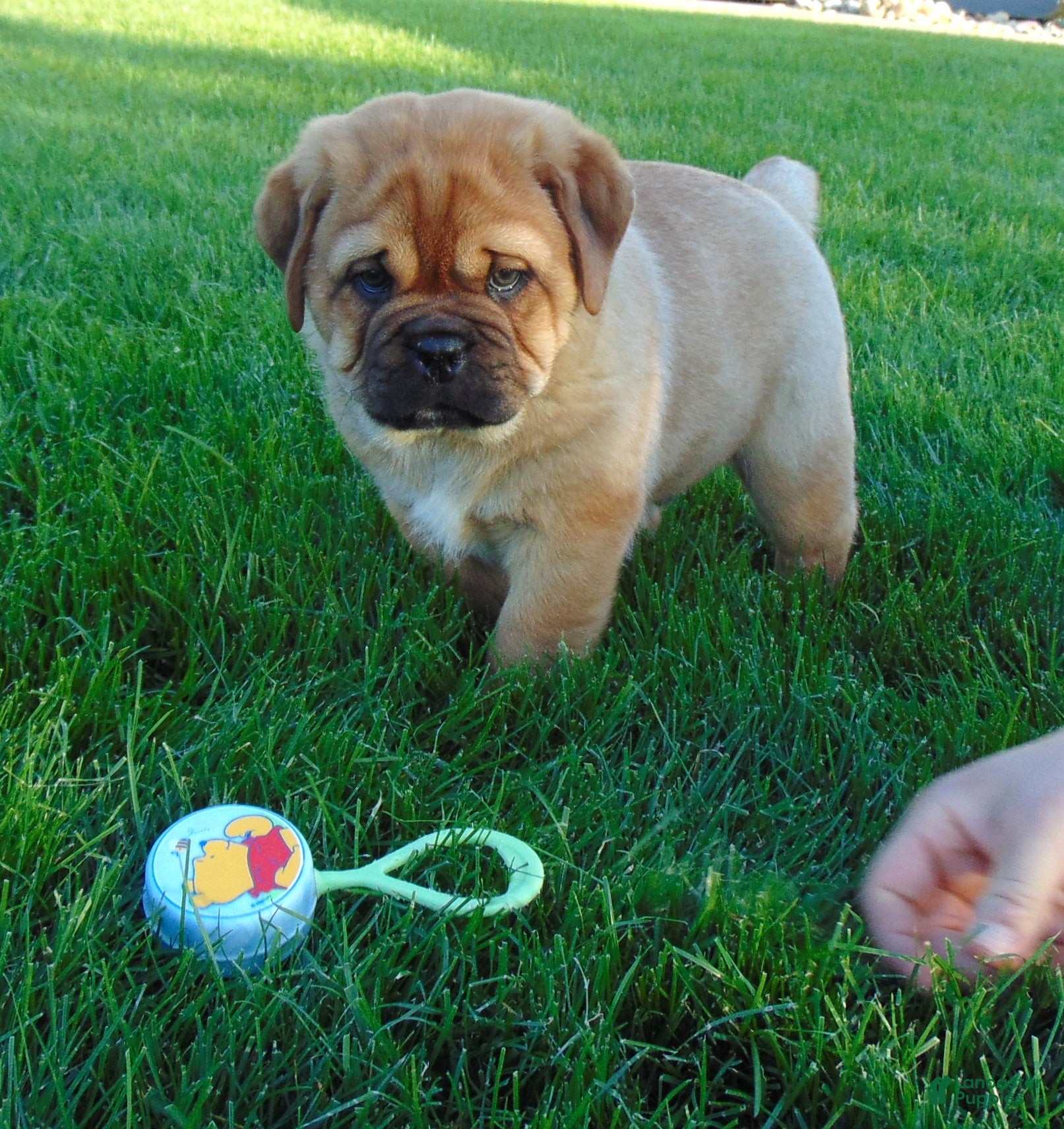 Mixed Breed dogs Sammy  - Ad 2