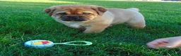 Mixed Breed dogs for sale: Sammy  - Ad 4