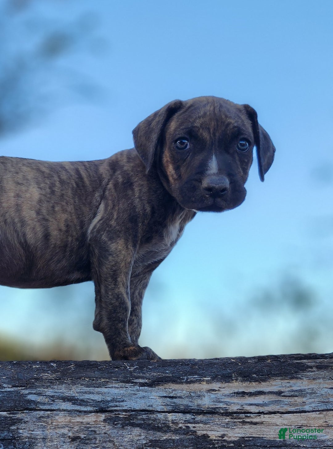 Catahoula Leopard Dog dogs for sale: Tracy II 2025 male 1 - Ad 13